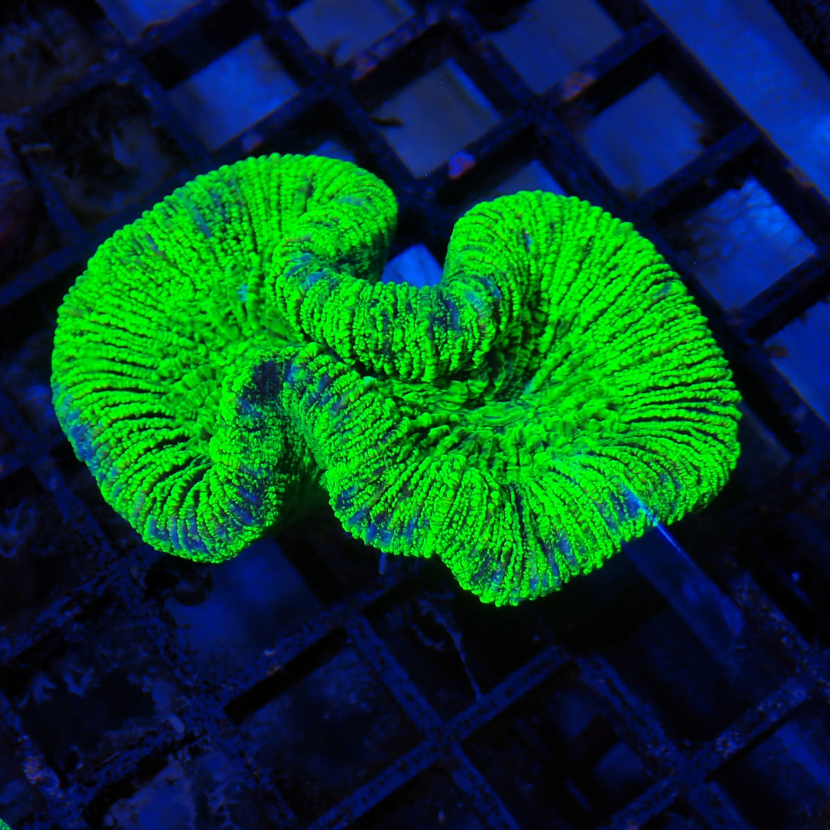 Trachyphyllia (Open Brain) AA010 | Trachyphyllia geoffroyi