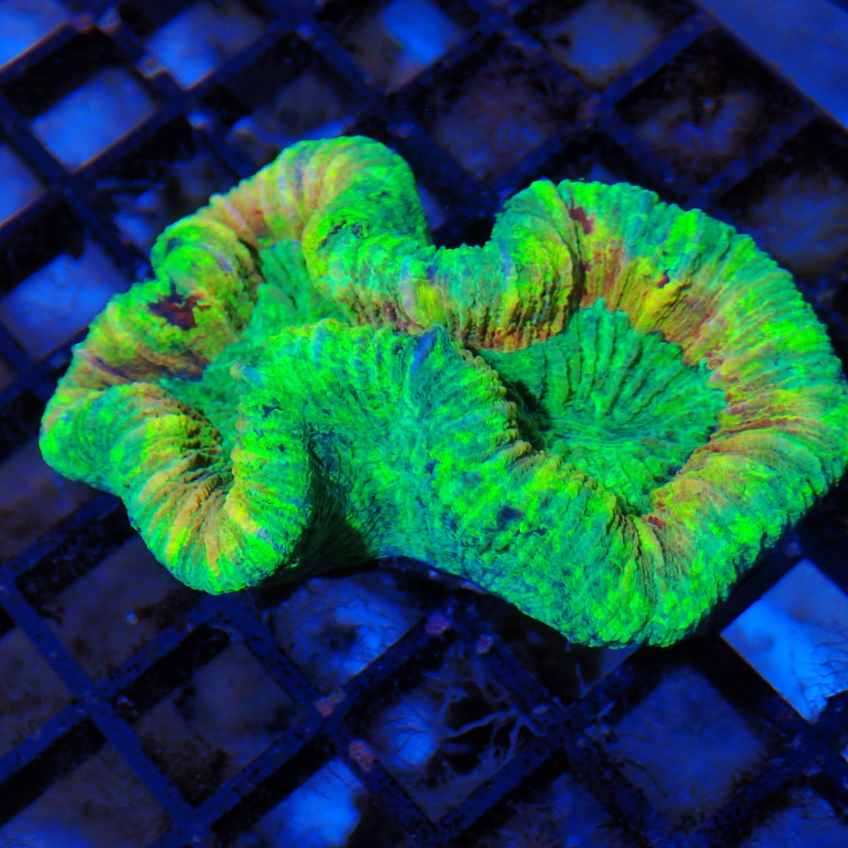 Trachyphyllia (Open Brain) AA011 | Trachyphyllia geoffroyi