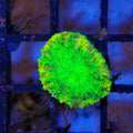 Trachyphyllia (Open Brain) AA012 | Trachyphyllia geoffroyi