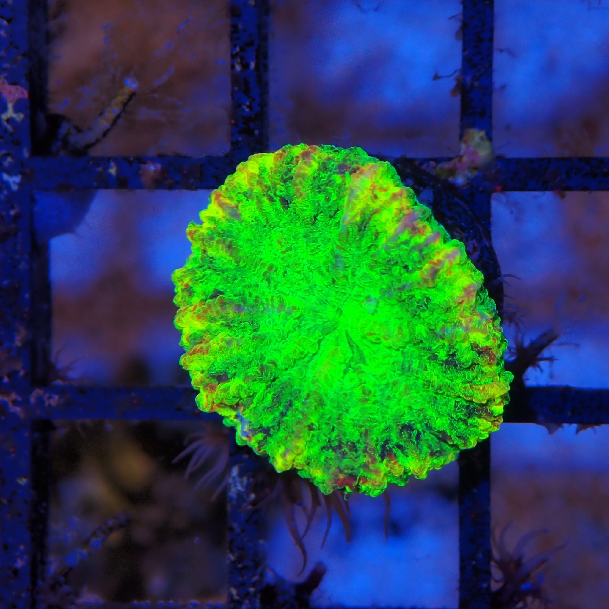 Trachyphyllia (Open Brain) AA012 | Trachyphyllia geoffroyi