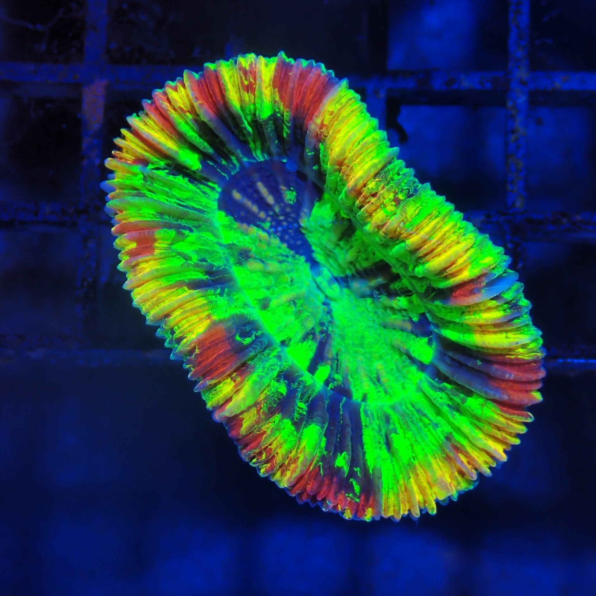 Trachyphyllia (Open Brain) AA013 | Trachyphyllia geoffroyi