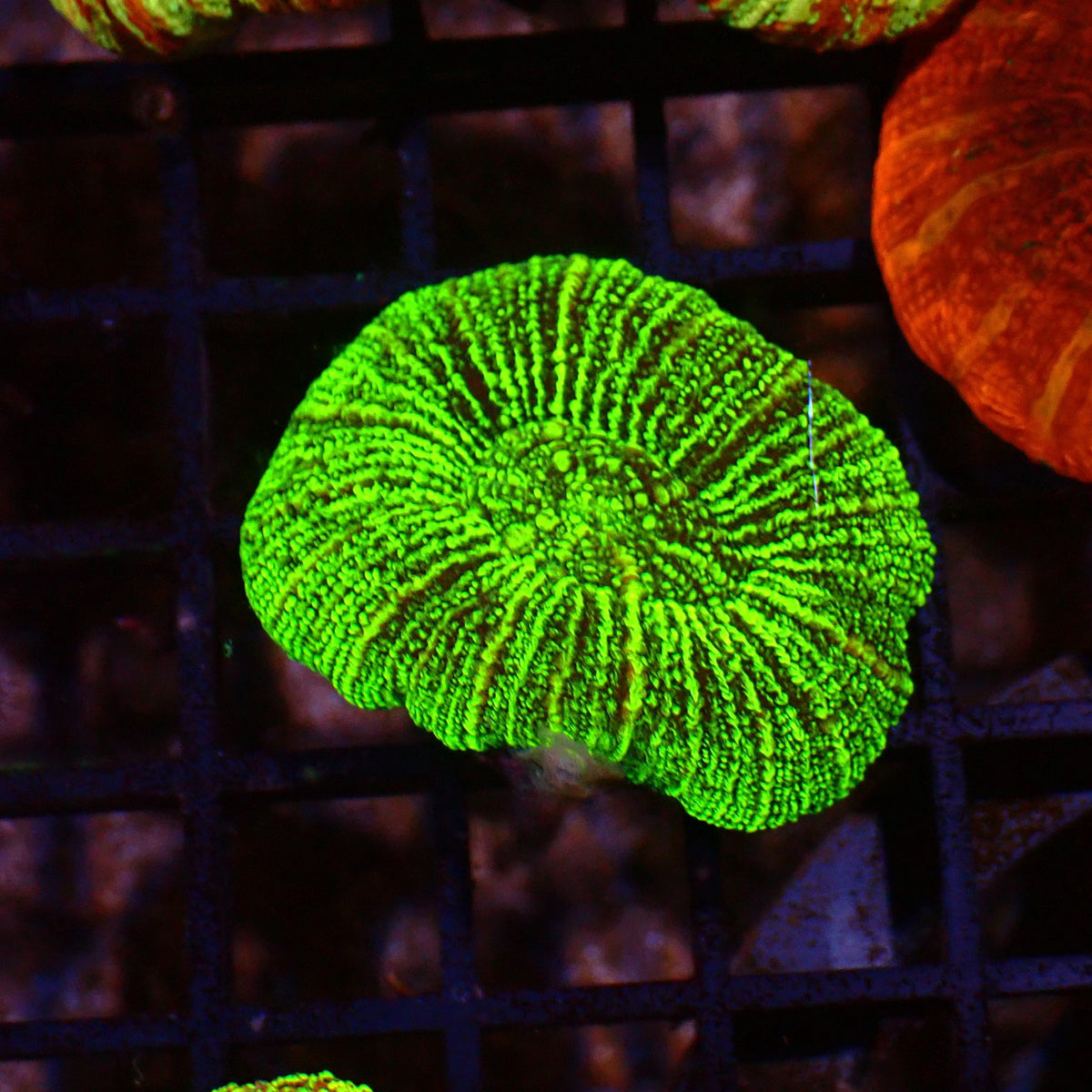 Trachyphyllia (Open Brain) AA013 | Trachyphyllia geoffroyi