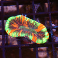 Trachyphyllia (Open Brain) AA024 | Trachyphyllia geoffroyi
