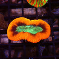 Trachyphyllia (Open Brain) AA025 | Trachyphyllia geoffroyi