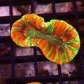 Trachyphyllia (Open Brain) AA026 | Trachyphyllia geoffroyi
