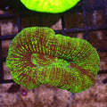 Trachyphyllia (Open Brain) AA027 | Trachyphyllia geoffroyi