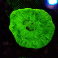 Trachyphyllia (Open Brain) AA028 | Trachyphyllia geoffroyi