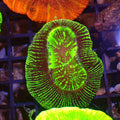 Trachyphyllia (Open Brain) AA029 | Trachyphyllia geoffroyi