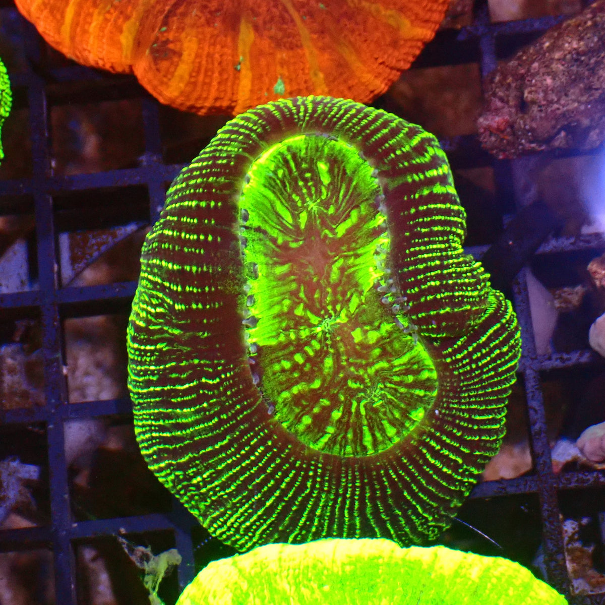 Trachyphyllia (Open Brain) AA029 | Trachyphyllia geoffroyi