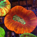 Trachyphyllia (Open Brain) AA030 | Trachyphyllia geoffroyi