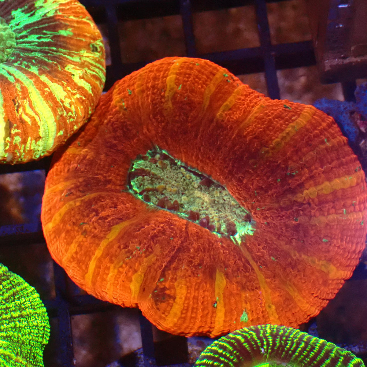 Trachyphyllia (Open Brain) AA030 | Trachyphyllia geoffroyi
