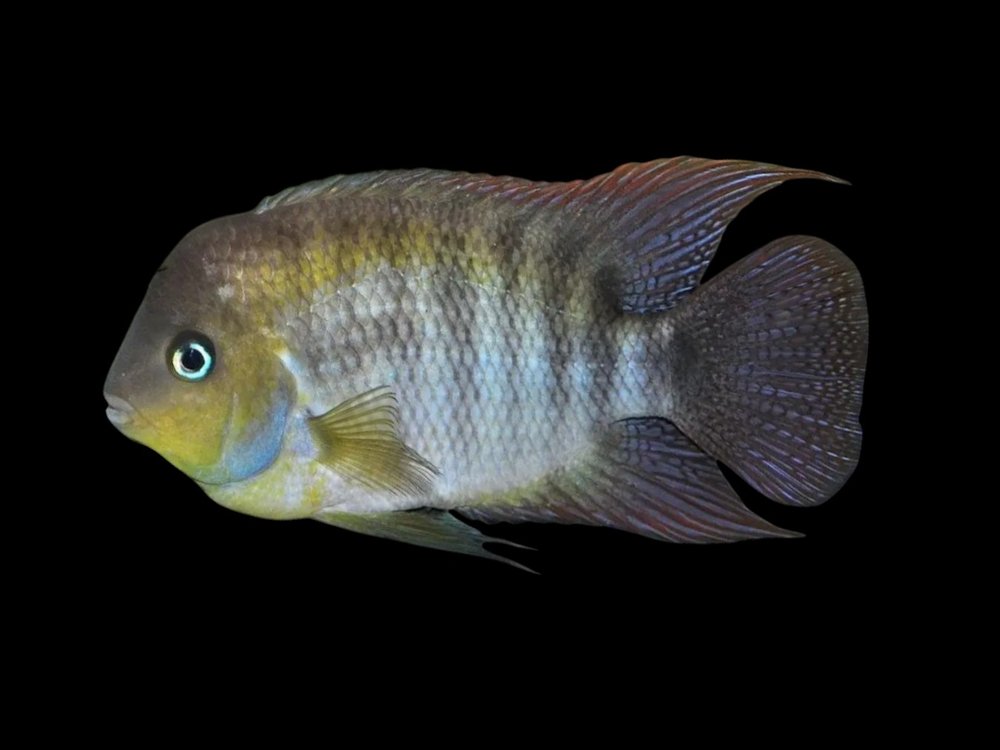 T Bar Cichlid