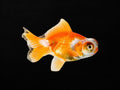 Telescope Goldfish