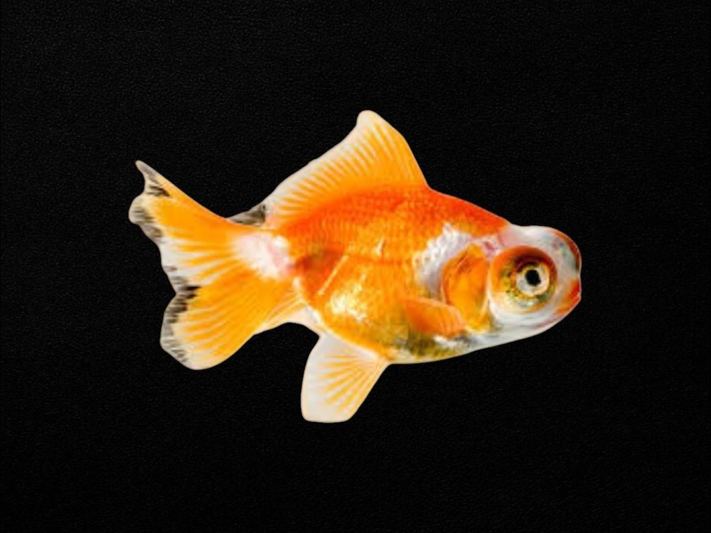 Telescope Goldfish