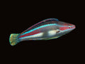 Temminckii Fairy Wrasse | Cirrhilabrus temminckii