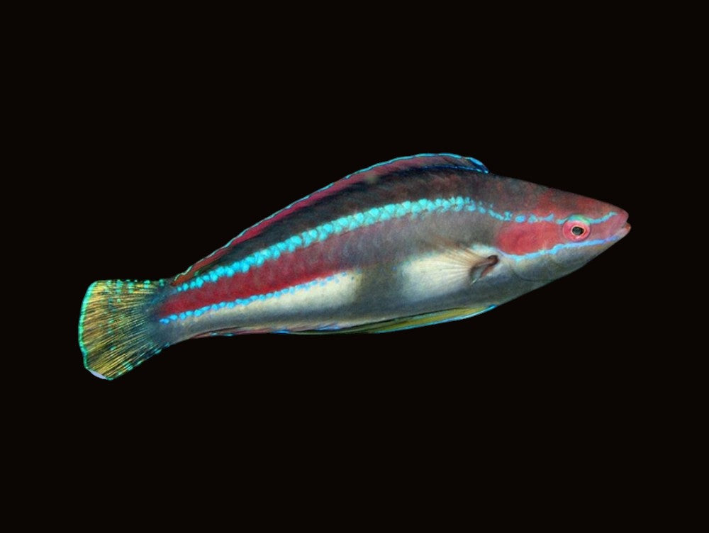 Temminckii Fairy Wrasse | Cirrhilabrus temminckii