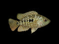 Texas Cichlid