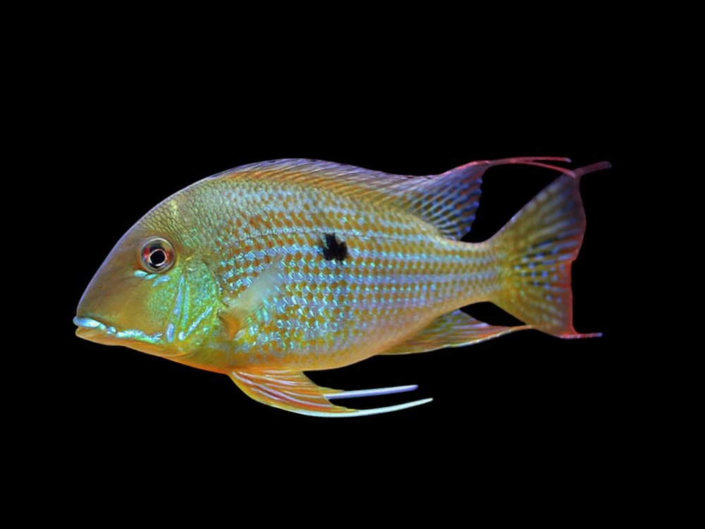 Threadfin Acara