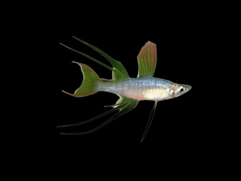 Werner-threadfin Rainbow