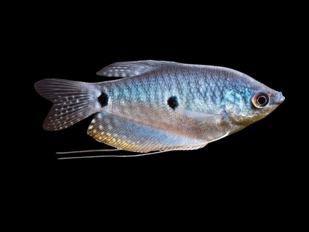 Three-spot Gourami