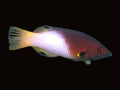 3 Spot Hogfish | Bodianus axillaris