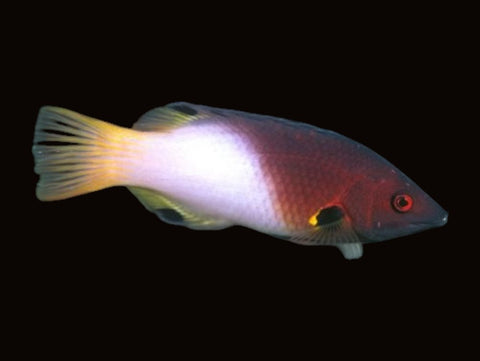 3 Spot Hogfish | Bodianus axillaris