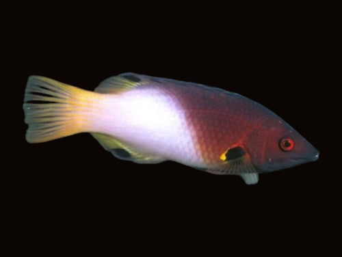 3 Spot Hogfish | Bodianus axillaris