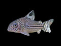 Threestripe/Leopard Corydoras