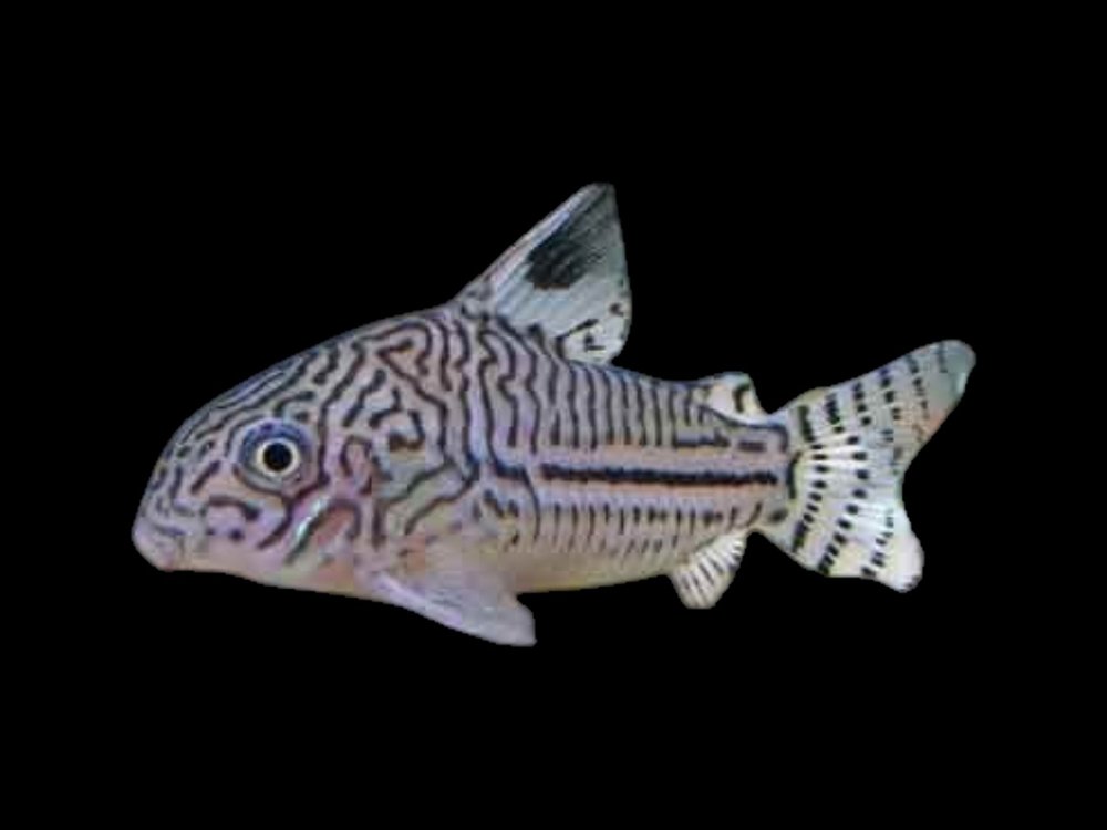 Threestripe/Leopard Corydoras
