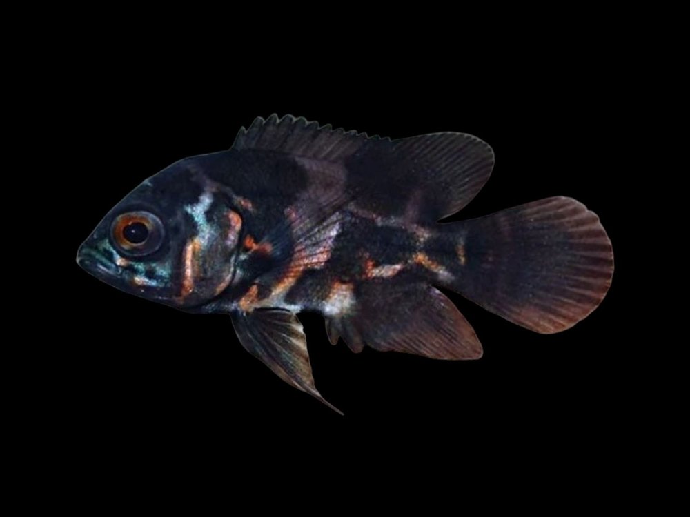 Tiger Oscar