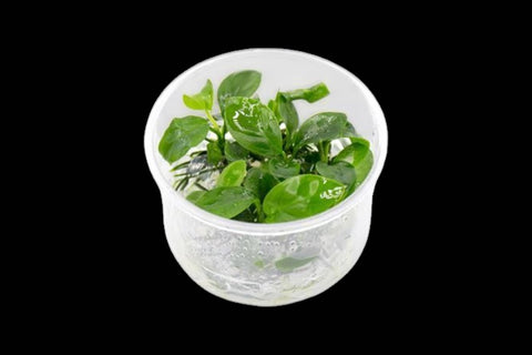 Anubias Barteri Gabon
