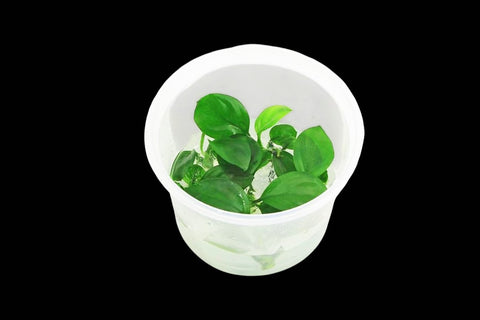 Anubias Nangi