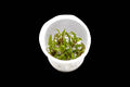 Cryptocoryne Wendtii Green