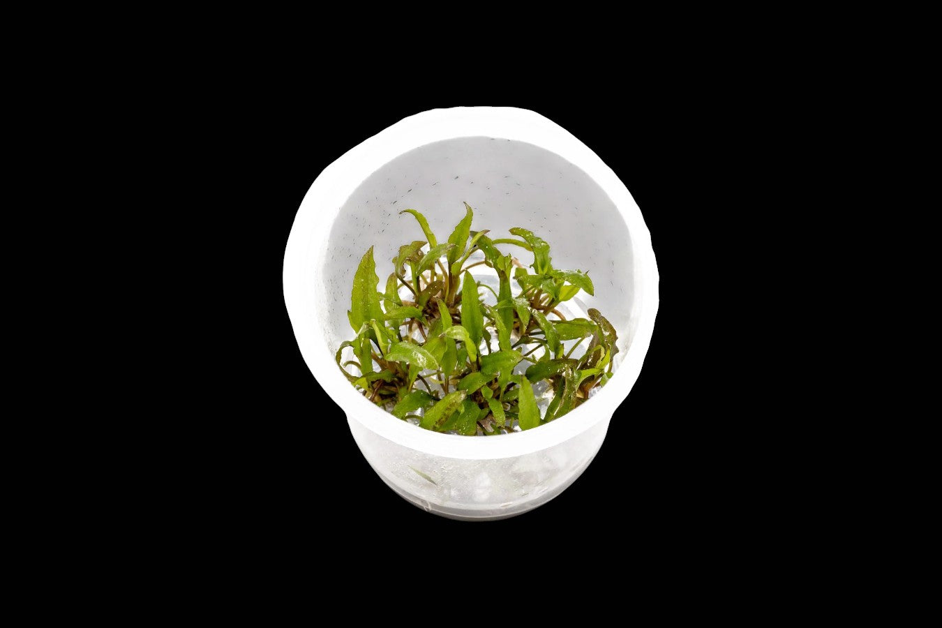 Cryptocoryne Wendtii Green