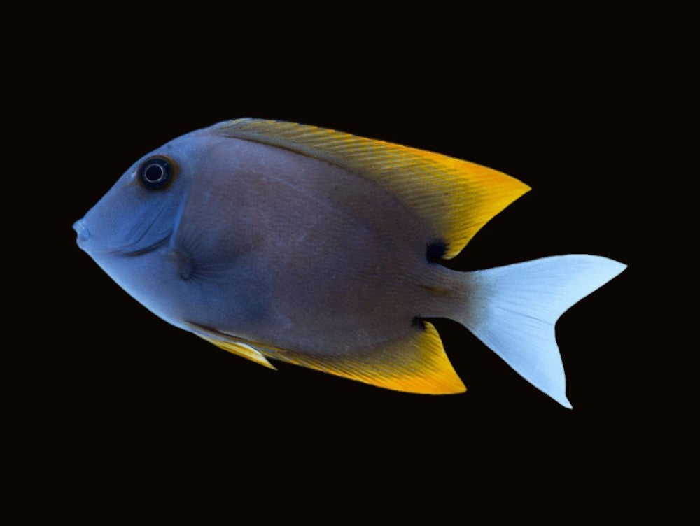 Tomini Tang Adult | Ctenochaetus tominiensis