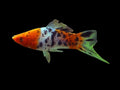Tri-coloured Calico Swordtail