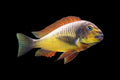 Tropheus Gold Firecracker