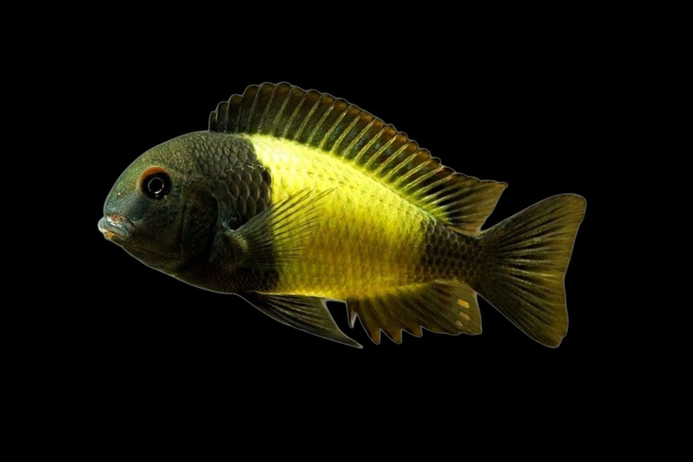 Tropheus Ikola