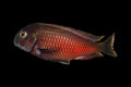 Tropheus Moliro