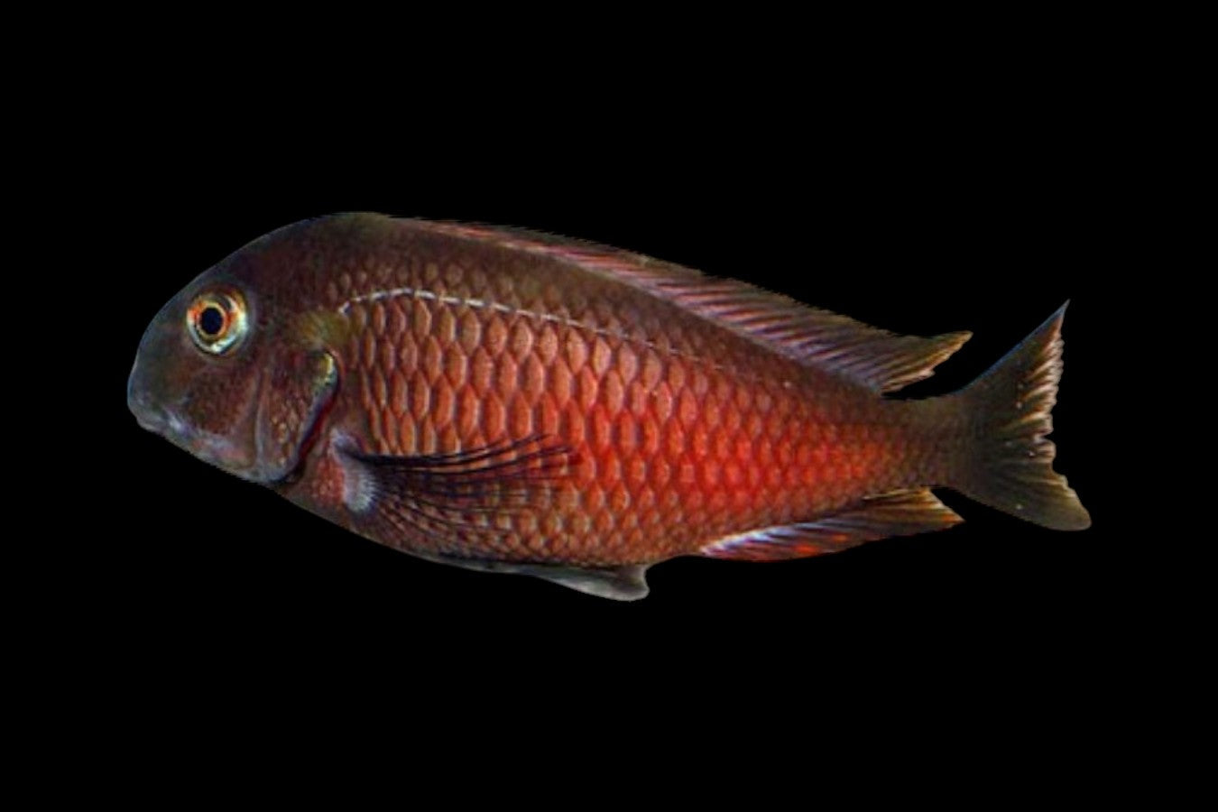 Tropheus Moliro