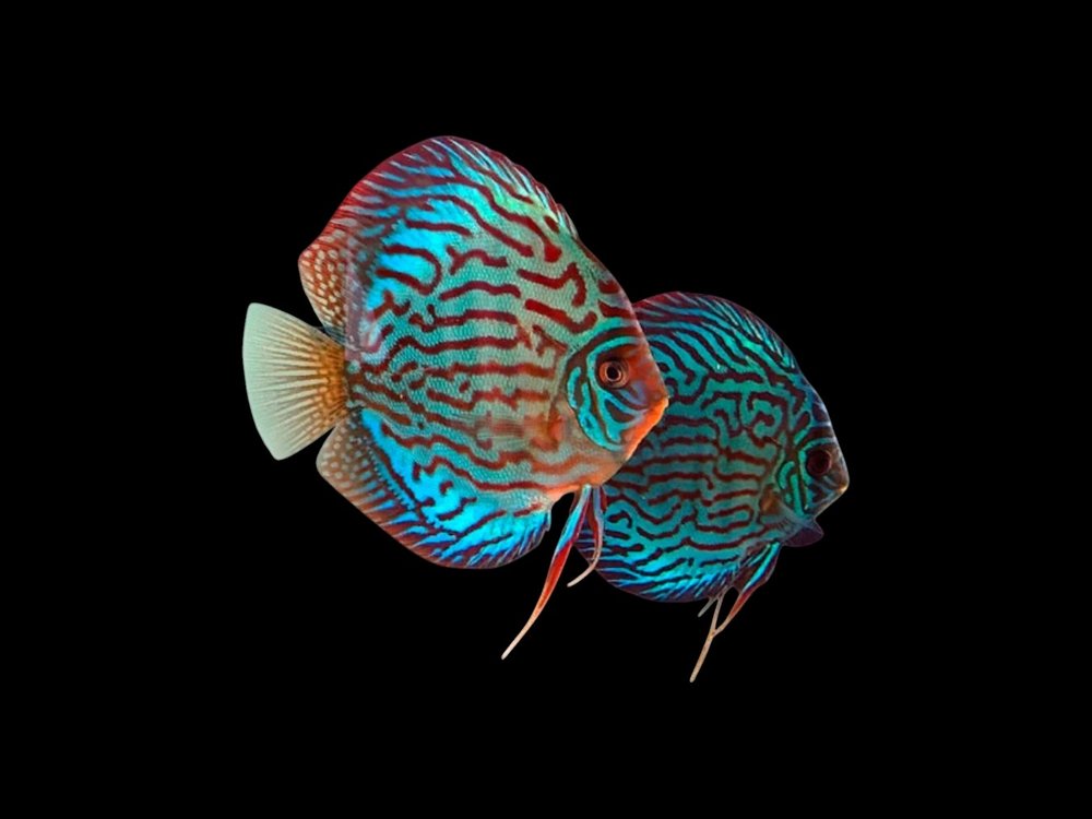 Turquoise Discus