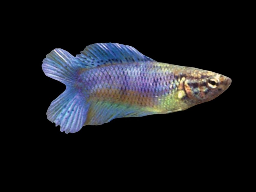 Twin Tail Female
