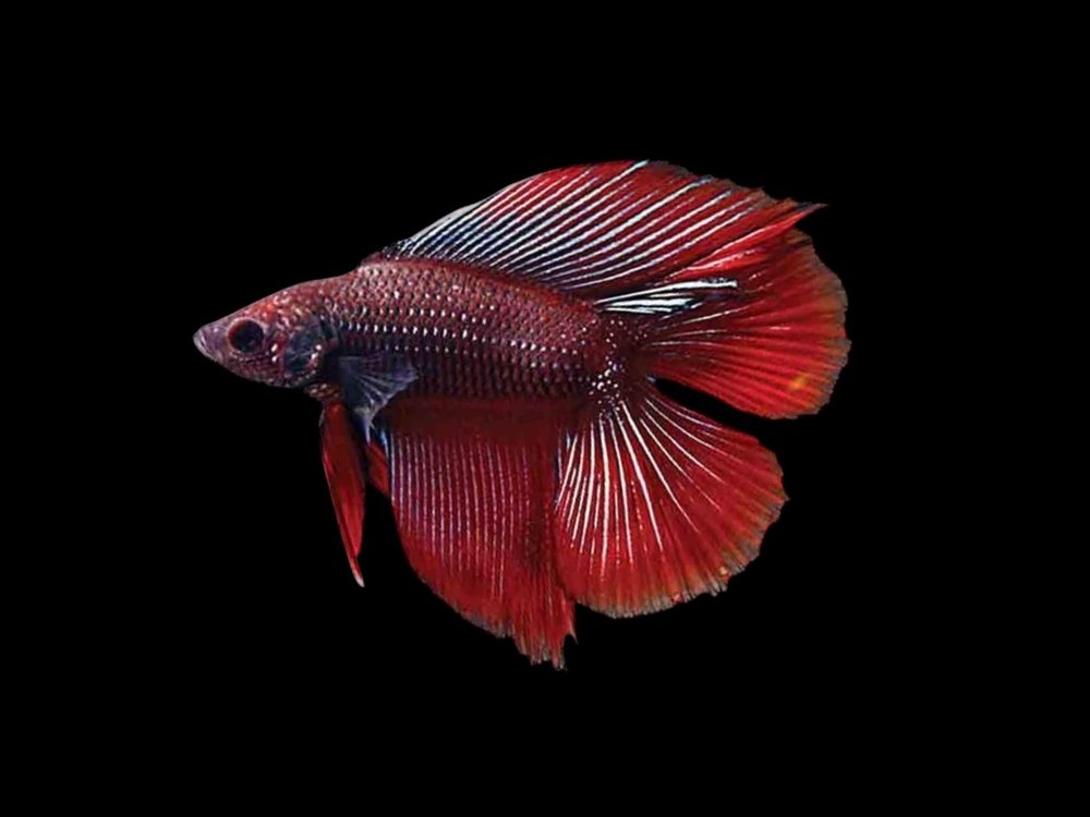 Twin Tail Male