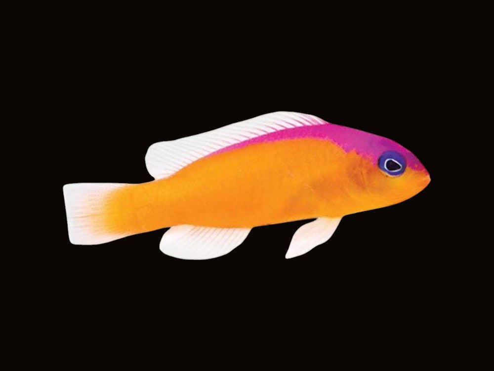 Two-Banded Dottyback | Pictichromis diadema