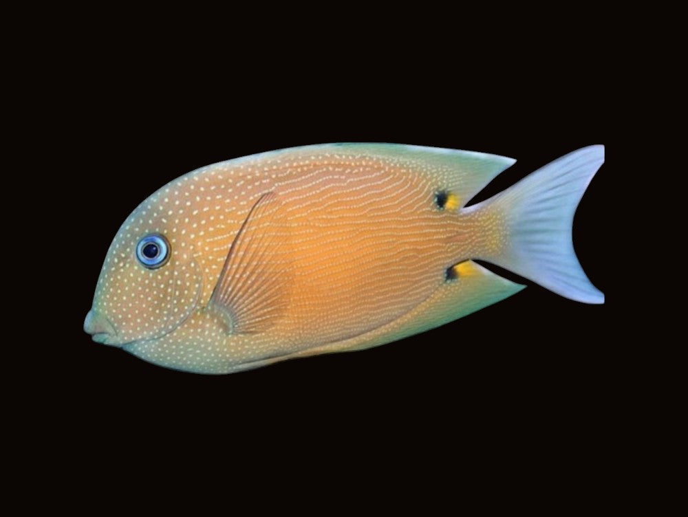 Two Spot Bristletooth Tang | Ctenochaetus binotatus