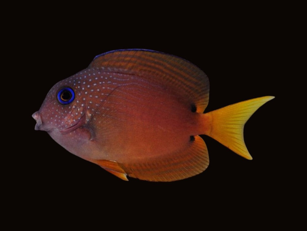 Two Spot Bristletooth Tang | Ctenochaetus binotatus