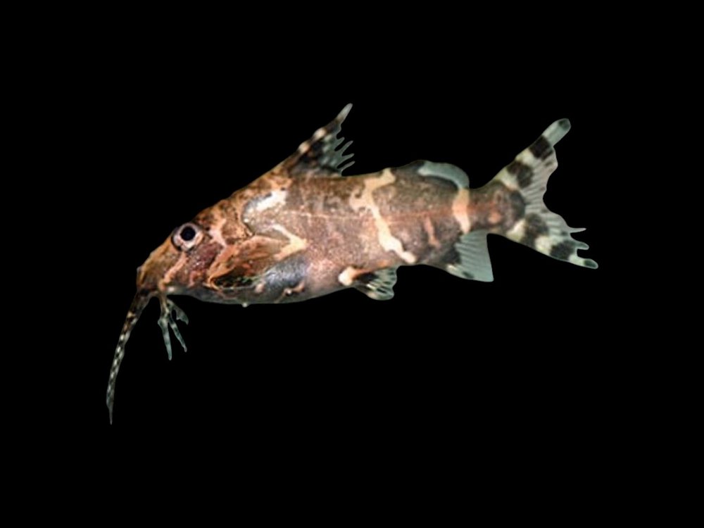 Upside Down Catfish