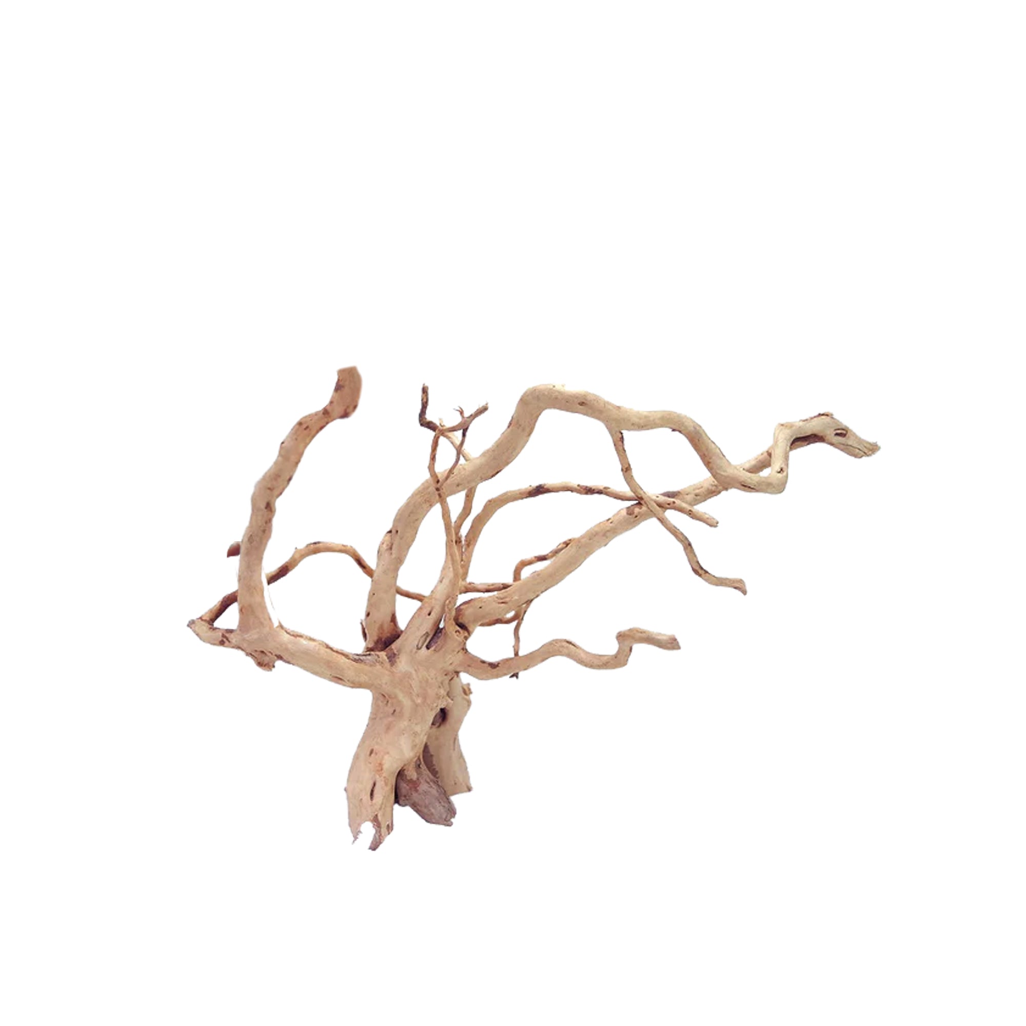 Bioscape Spider Wood Large 40 - 50cm