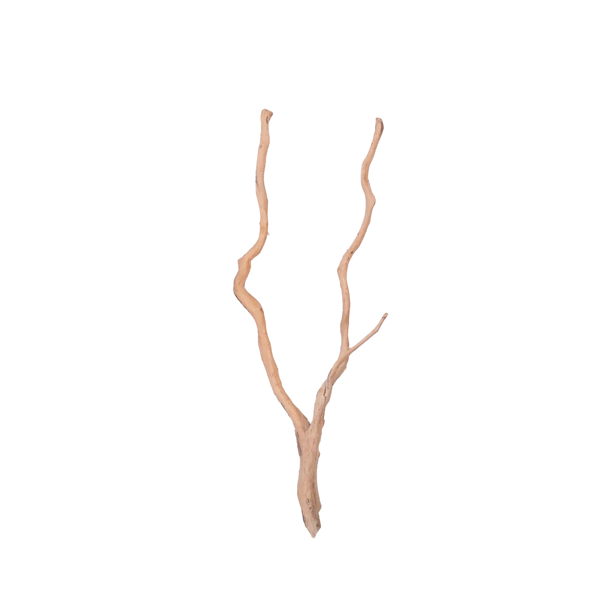 Bioscape Long Spider Wood 60cm