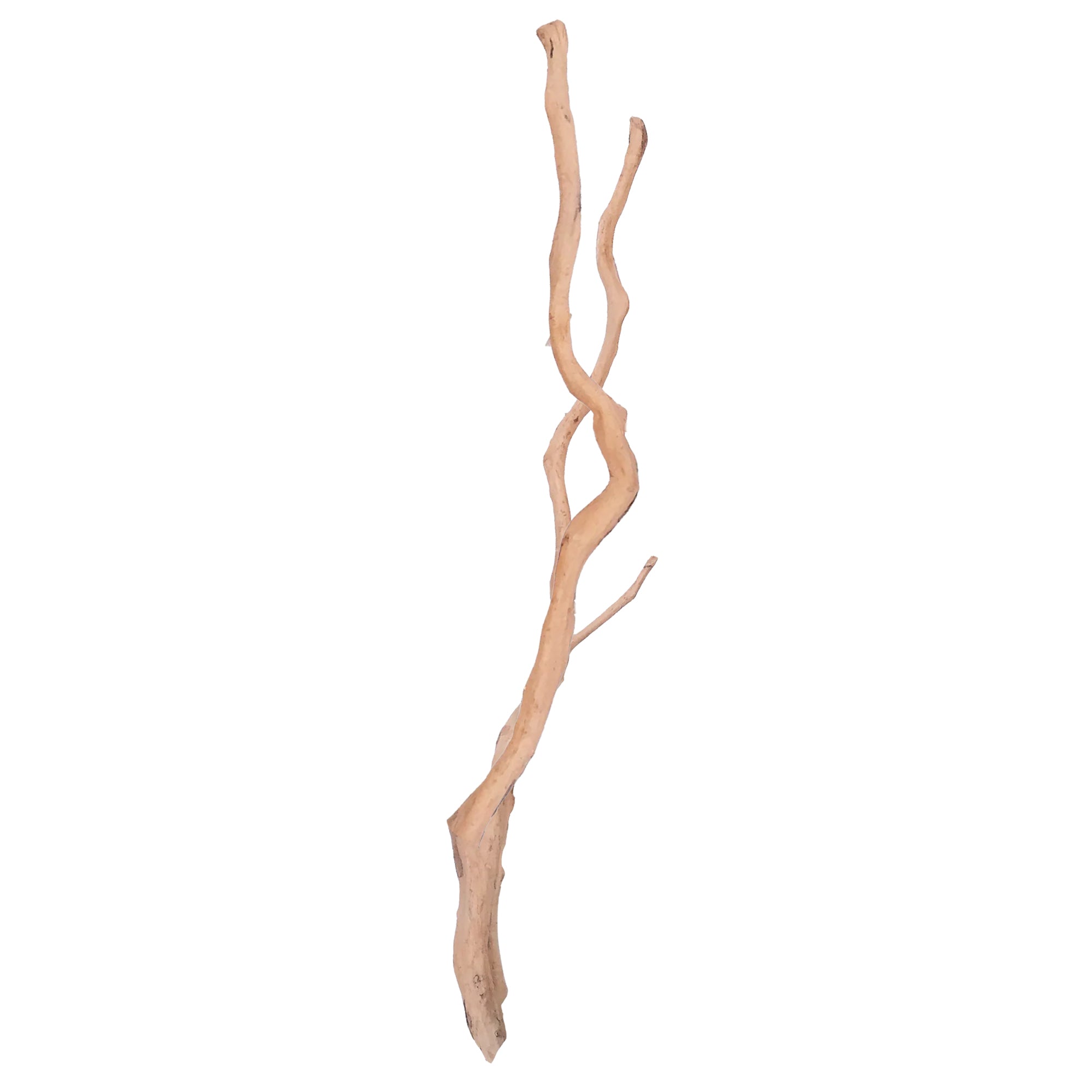 Bioscape Long Spider Wood 90cm 22 per Box